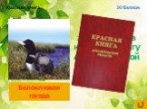 Птица, занесённая в красную книгу Архангельской области. Белоклювая гагара