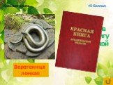 Ящерица, занесённая в красную книгу Архангельской области. Веретеница ломкая