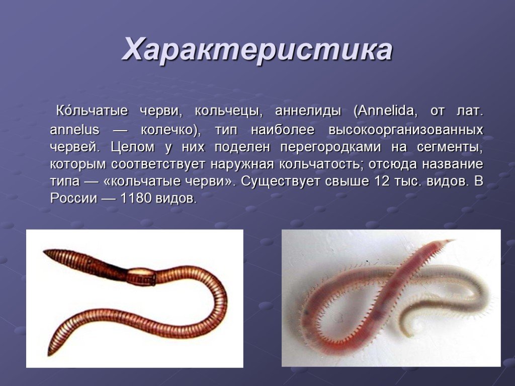 Особенности жизнедеятельности червя