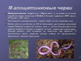 Малощетинковые черви. Малощетинковые черви (лат. Oligochaeta) — подкласс кольчатых червей из класса поясковых (Clitellata). Описано примерно 3000 видов. В России — 450 видов. Большинство малощетинковых червей живёт в почве Строение тела Длина тела от долей мм до 2,5 м (некоторые тропические дождевые