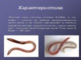Характеристика. Ко́льчатые черви, кольчецы, аннелиды (Annelida, от лат. annelus — колечко), тип наиболее высокоорганизованных червей. Целом у них поделен перегородками на сегменты, которым соответствует наружная кольчатость; отсюда название типа — «кольчатые черви». Существует свыше 12 тыс. видов. В