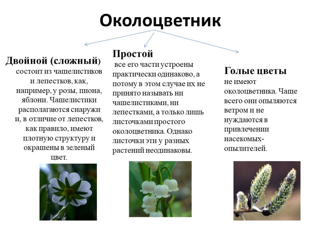 Какое число чашелистиков вероятнее всего будет у растения лист которого изображен на рисунке 7 класс