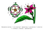 Диаграмма цветка: 1 - ось соцветия, 2 - прицветник, 3- чашелистик, 4 - лепесток, 5 - тычинка, 6 - гинецей, 7 - кроющий лист.