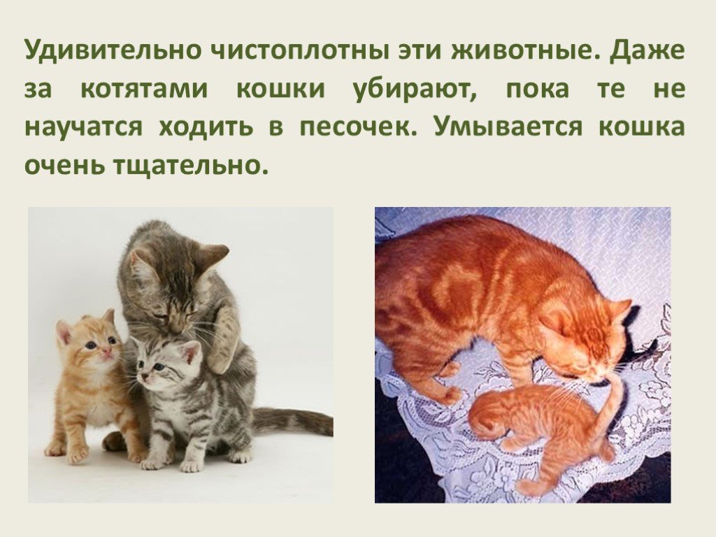 Проект про котят