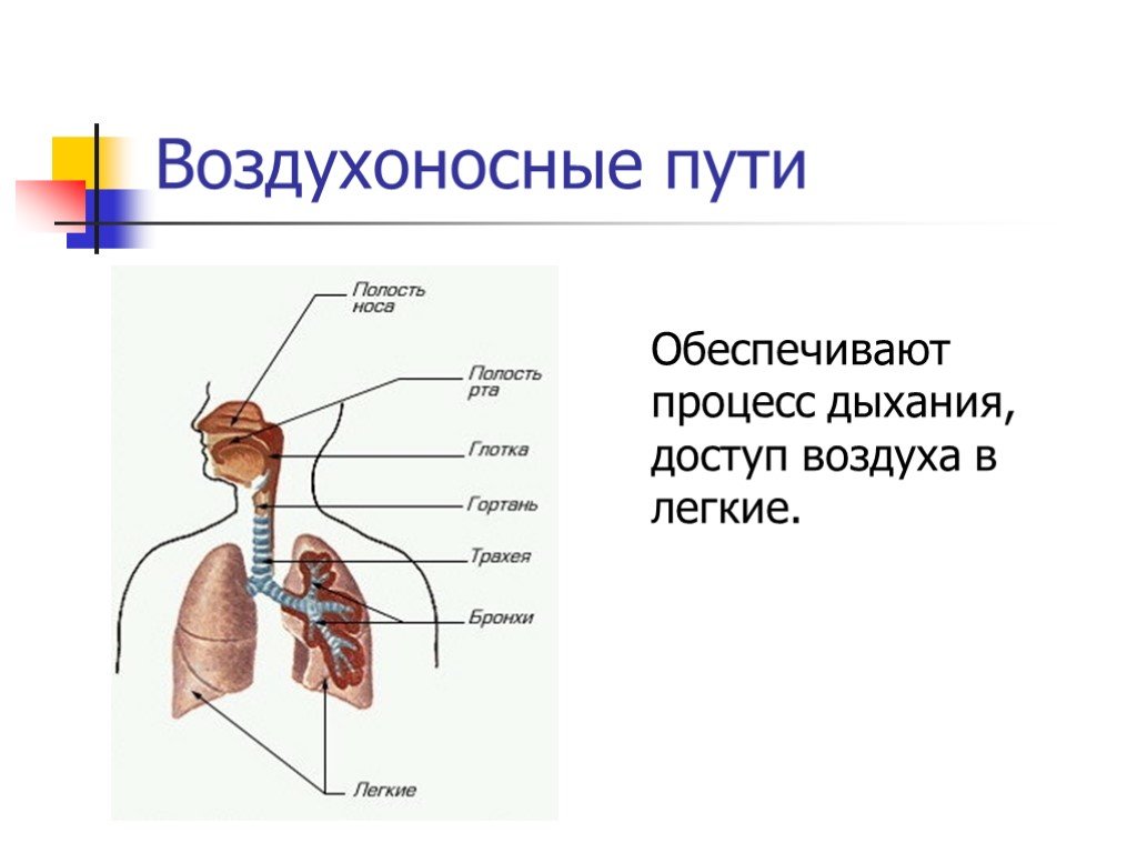 Путь воздуха в организм человека. Воздухоносные пути дыхательной системы человека. Строение воздухоносных путей дыхательной системы. Воздухоносные пути дыхательной системы человека рисунок. Движение воздуха к легким по дыхательным путям.