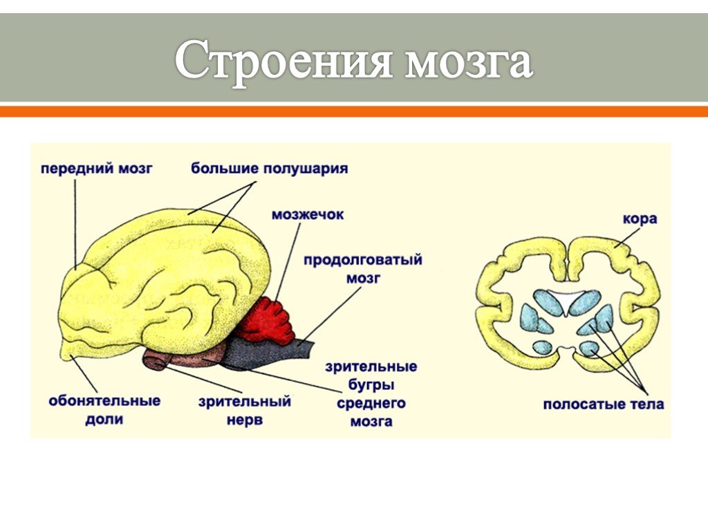 Как называется отдел головного мозга млекопитающих