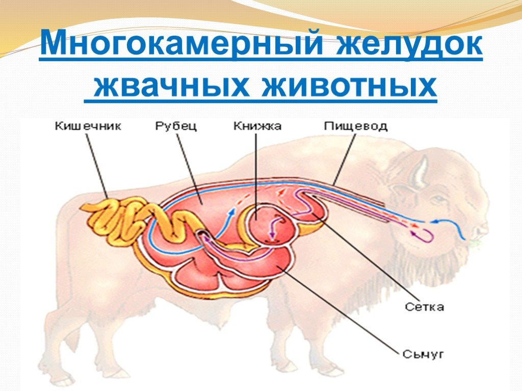 Преджелудки жвачных. Строение многокамерного желудка жвачных. Строение пищеварительной системы жвачных животных. Пищеварительная система жвачных млекопитающих. Строение многокамерного желудка жвачных млекопитающих.