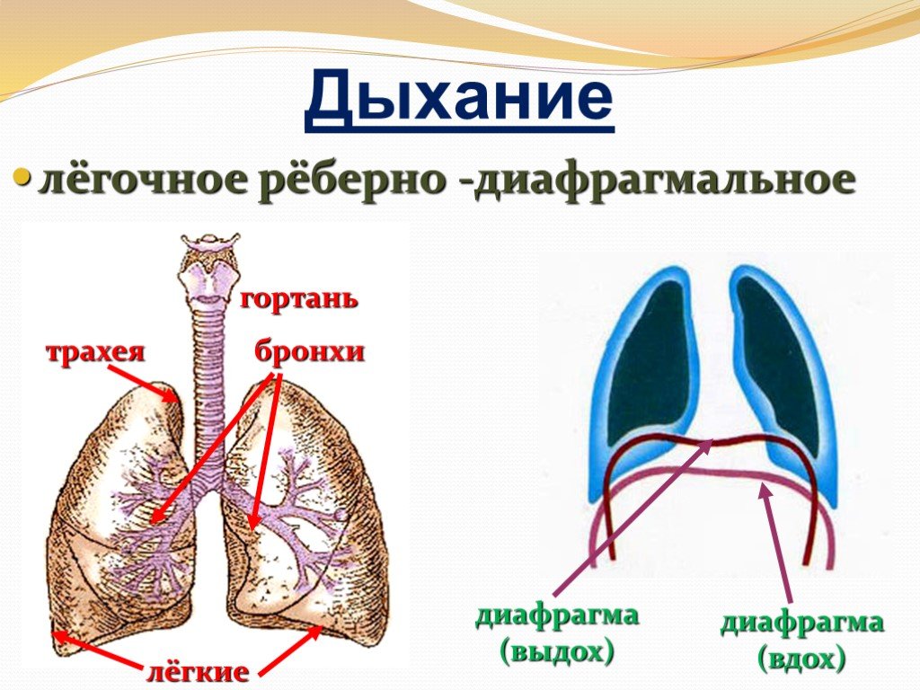 Легкое легочное дыхание