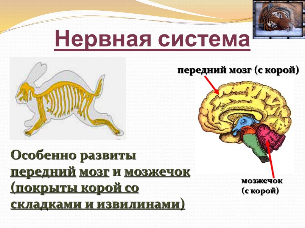 Отделы входящие в состав головного мозга млекопитающих. Нервная система млекопитающих 7. Нервная система млекопитающих головной мозг. Нервная система млекопитающих животных. Нерв система млекопитающих.