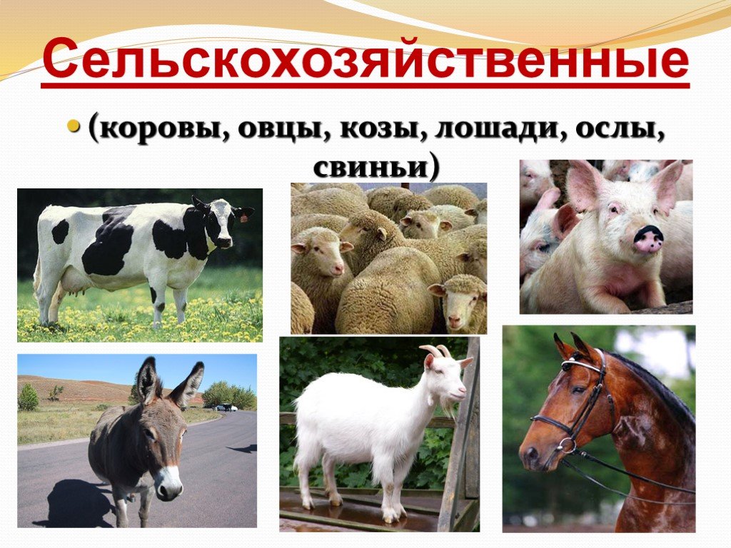 Корова коза овца свинья. Сельскохозяйственные животные. Козы овцы коровы свиньи лошади. Сельскохозяйственные животные презентация. Коровы овцы козы.