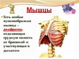 Мышцы. Есть особая куполообразная мышца – диафрагма, отделяющая грудную полость от брюшной и участвующая в дыхании