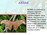 АТЛАС. АТЛАС эта бабочка в размахе крыльев достигает 24 см. Распространена она в Индии, Индокитае и Индонезии. Наши виды не отличаются такими гигантскими размерами, как атлас однако и среди них есть очень крупные формы.