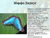 Морфо Дидиус. Крылья этой красивейшей бабочки перламутрово-голубого, голубого переливающегося цвета. Она обитает в тропических лесах Боливии, Перу, Эквадора и Колумбии. Это одна из самых крупных и ярких бабочек рода Морфо (Morpho). Одной из примечательных особенностей является довольно сильная измен