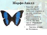 Морфо Ахилл. Крылья этой красивейшей бабочки чёрные, а на них голубые полосы, выделяющиеся, бросающиеся в глаза. На них сразу обращают внимание. Группа морфо не большая.