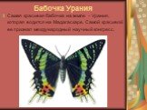 Бабочка Урания. Самая красивая бабочка на земле – Урания, которая водится на Мадагаскаре. Самой красивой ее признал международный научный конгресс.