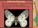 Бабочка Парнасиус. Бабочка из рода Парнасиус – самая высокогорная бабочка на свете. Обитает в Гималаях, встречается на высоте более 6000 метров над уровнем моря.