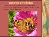 Бабочка репейница. Самая распространенная бабочка в мире – репейница. Встречается во всех частях света, кроме Южной Америки.