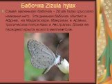 Бабочка Zizula hylax. Самая маленькая бабочка – Zizula hylax (русского названия нет). Эта дневная бабочка обитает в Африке, на Мадагаскаре, Маврикии, в Аравии, тропическом поясе Азии и Австралии. Длина ее переднего крыла всего 6 миллиметров.