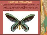 Бабочка Птицекрыл. Самая крупная дневная бабочка, Птицекрыл, или Парусник королевы Александры. Размах крыльев самки этого насекомого достигает 32 см. К тому же, эта бабочка может считаться одной из самых редких в мире.