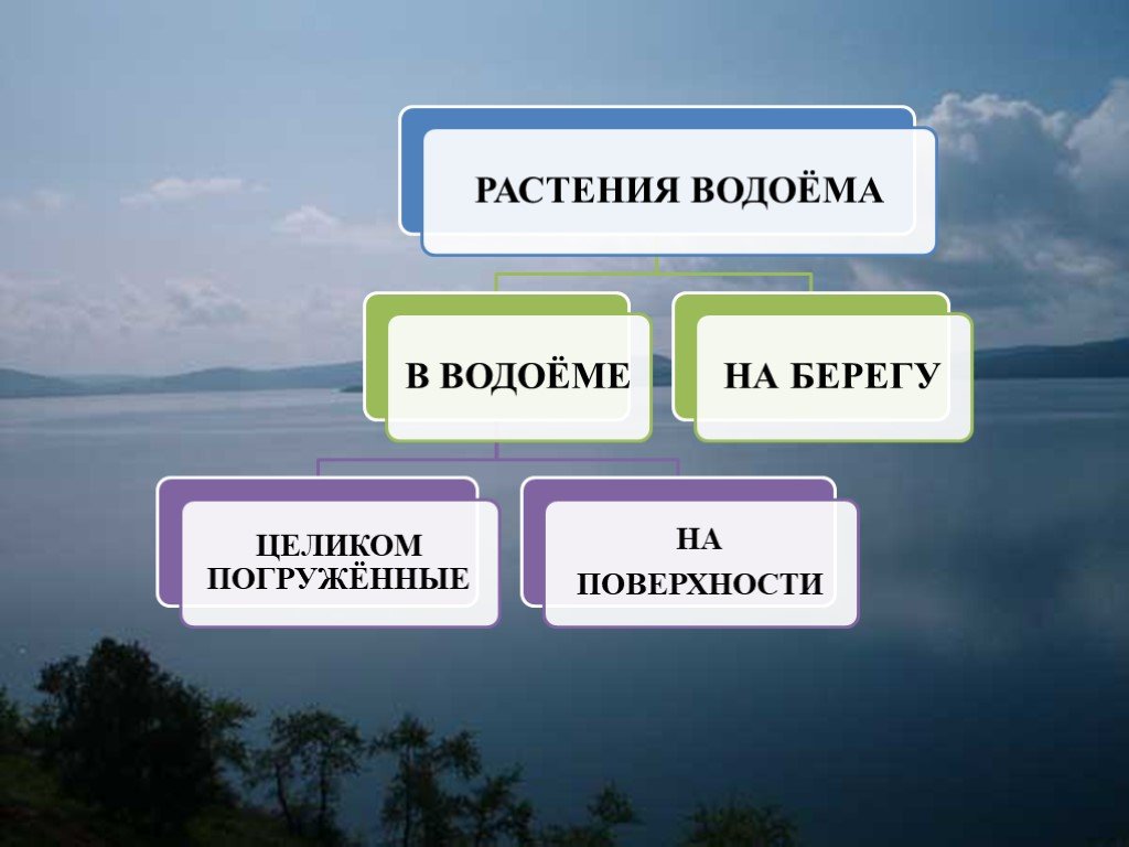 Презентация природное сообщество водоем 3 класс