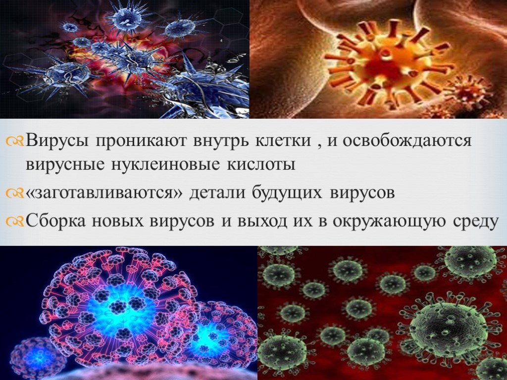 Вирусная нуклеиновая кислота. Вирусы открытие вирусов. Открытие вирусов в биологии. Вирусные нуклеиновые кислоты. Сборка новых вирусов.
