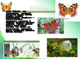 Отряд Бабочки, или Чешуекрылые назван так потому, что крылья бабочек покрыты мелкими разноцветными чешуйками — видоизмененными хитиновыми волосками. В чешуйках находятся красящие вещества. Окраска крыльев бабочек имеет важное значение. Она служит для распознавания, отпугивания врагов, маскировки. Пи