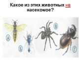 Какое из этих животных не насекомое?