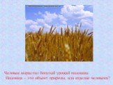 Человек вырастил богатый урожай пшеницы. Пшеница – это объект природы, или изделие человека?
