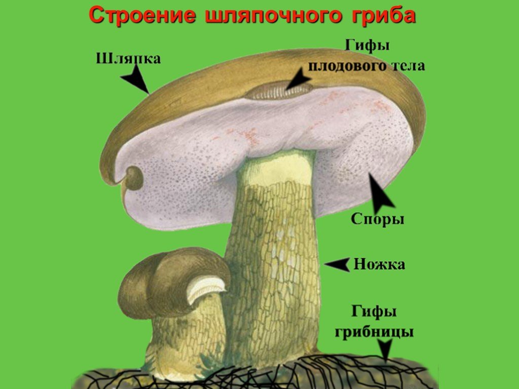 Урок биологии грибы. Строение шляпочного гриба 6 класс биология. Проект Шляпочные грибы. Проект Шляпочные грибы биология 5 класс. Строение шляпочного гриба.