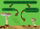 Вегетативно (частями мицелия). Спорами. Размножение многоклеточных грибов