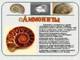 Аммониты- относятся к группе головоногих моллюсков. Раковина аммонитов имела несколько камер; часть их была заполнена газом, что помогало животным держаться на плаву. У большинства раковины имели спиральную форму, но у некоторых видов они были прямыми, конусовидными или извитыми. Аммониты были хищни