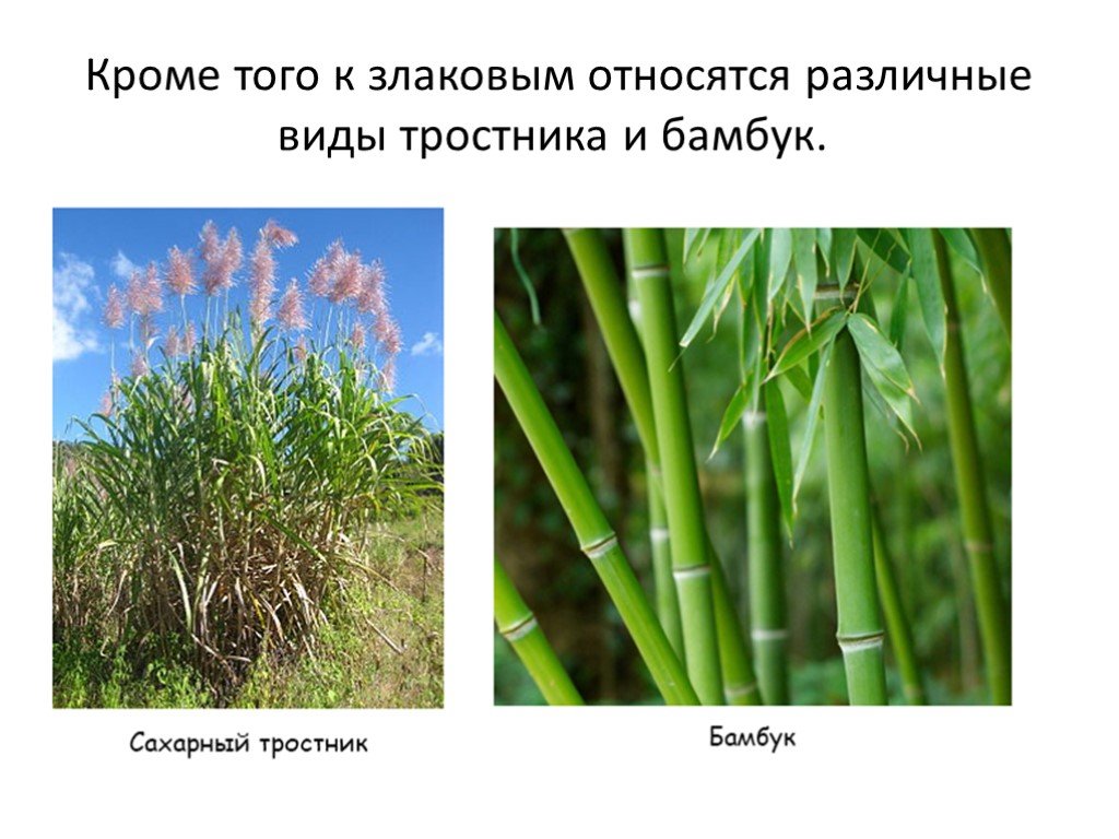 Сахарный тростник формула. Стебель злаковых Соломина. Сахарный тростник Соломина. Семейство злаковых сахарный тростник. Стебель-Соломина семейство.