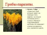 Фулиго Fuligo — слизистый гриб, который живет на гниющих пнях, заметен во второй половине лета и осенью. Образует подушковидные наплывы (их называют эталии) рыжеватого или сероватого цвета.