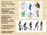 Согласно этой теории имеют место следующие основные стадии эволюции человека: время последовательного существования антропоидных предков человека (австралопитек); существование древнейших людей: питекантропа (древнейшего человека, или протерантропа или архантропа); стадия неандертальца, то есть древ