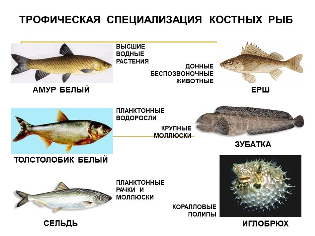 3 примера костных рыб. Представители рыб. Костные рыбы. Рыбы относятся к костным рыбам. Представители рыб примеры.