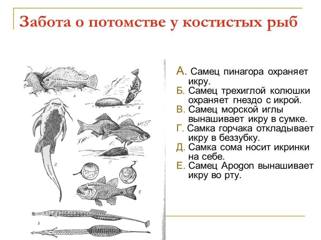 Характерна забота о потомстве. Забота о потомстве у рыб примеры. Забота о детёнышах у рыб. Примеры проявления заботы о потомстве у рыб. PF,JNF J gjnjvcndt HS,.