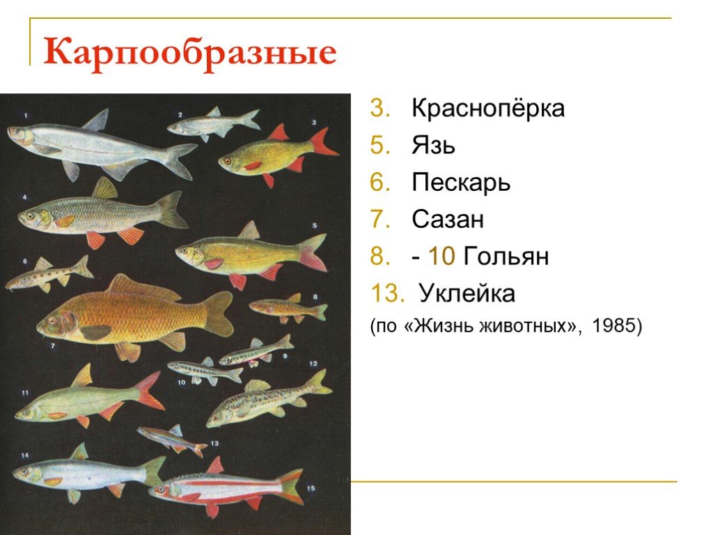 Отряд карпообразные представители. Карпообразные рыбы представители. Карпообразные презентация 7 класс. Карпообразные рыбы красноперка.