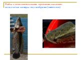 Рыбы с дополнительными органами дыхания: складчатые камеры под жабрами (змееголов)