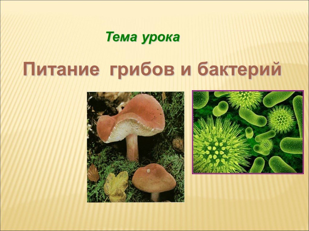 Грибы и бактерии биология 5 класс. Питание бактерий и грибов биология 6. Тема урока питание бактерий и грибов. Питание бактерий грибов и животных. Питание грибов 6 класс биология.