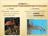 Симбиоз – взаимовыгодное существование двух организмов. у грибов Микориза- сожительство шляпочных грибов на корнях деревьев. у бактерий на корнях бобовых растений имеются клубеньки, в них находятся азотобактерии, которые усваивают азот из атмосферы.