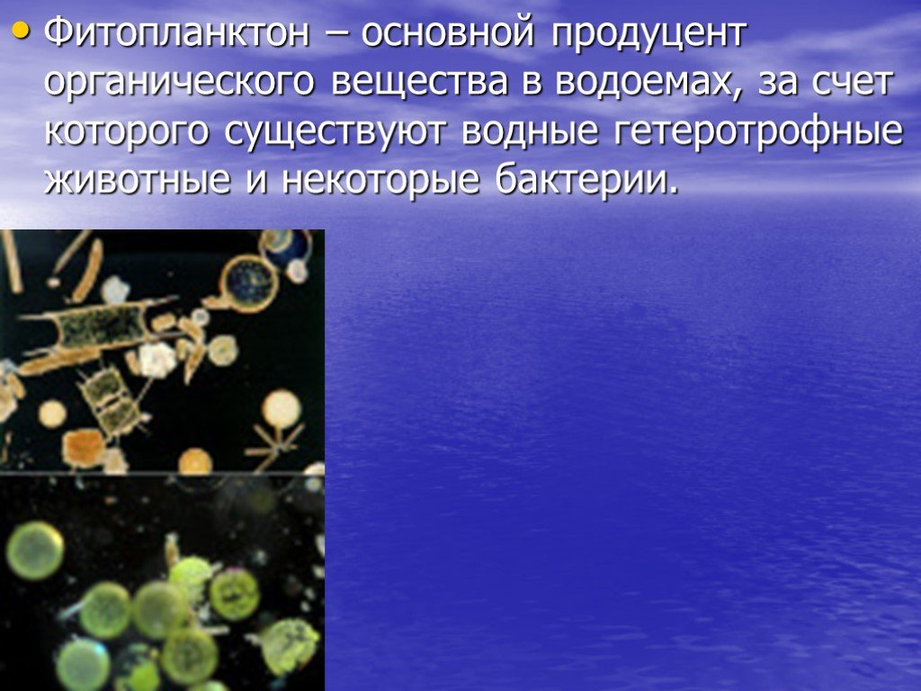 Фитопланктон дать определение. Фитопланктон это продуцент. Фитопланктон это в биологии. Презентация на тему фитопланктон. Огранические вещества в водоёмах.