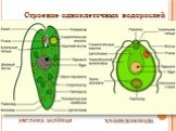 Строение одноклеточных водорослей. эвглена зелёная хламидомонада