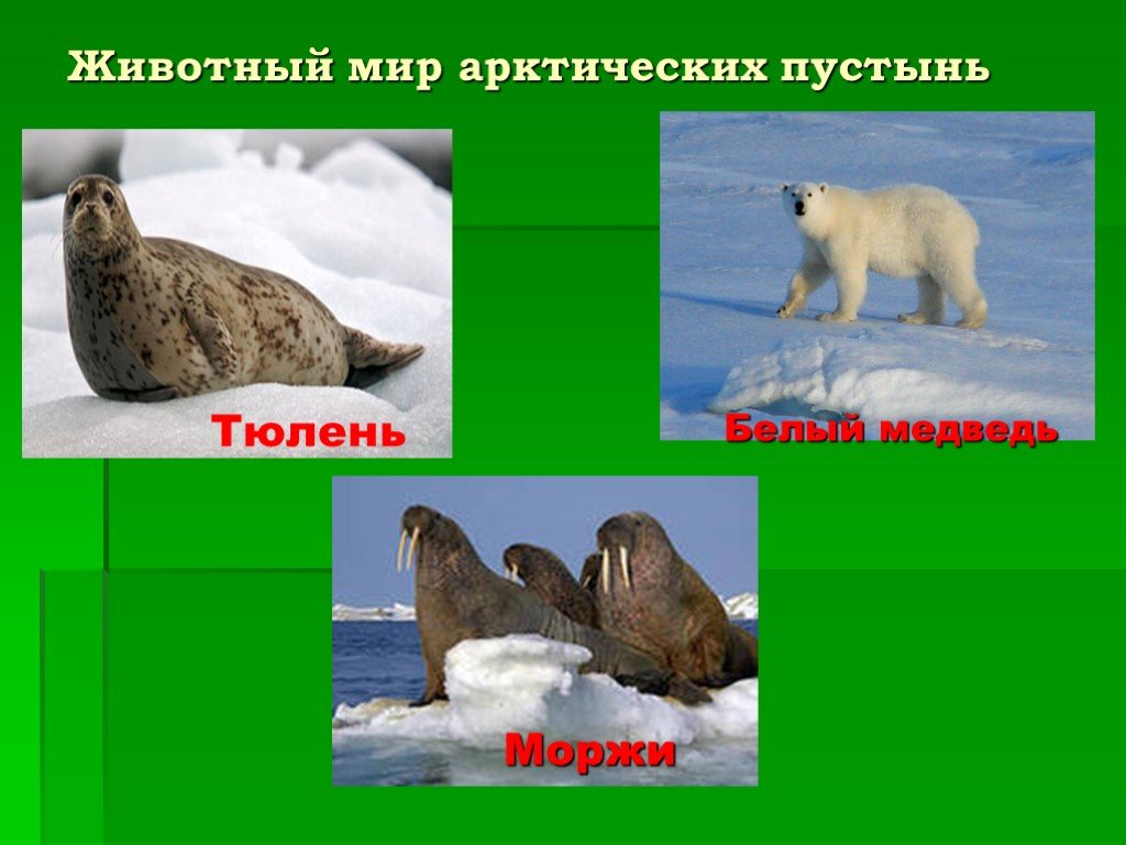 Определите животных арктических пустынь. Животный мир арктической пустыни. Арктические пустыни животные. Животный миарктических пустынь. Животные в арктических пустынях.
