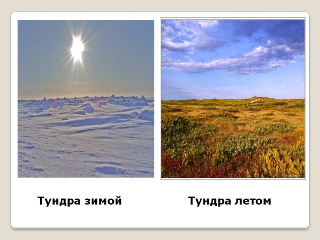 Температура в тундре зимой и летом. Тундра зима и лето. Климат тундры летом и зимой. Климат тундры летом в России. Климат тундры летом.