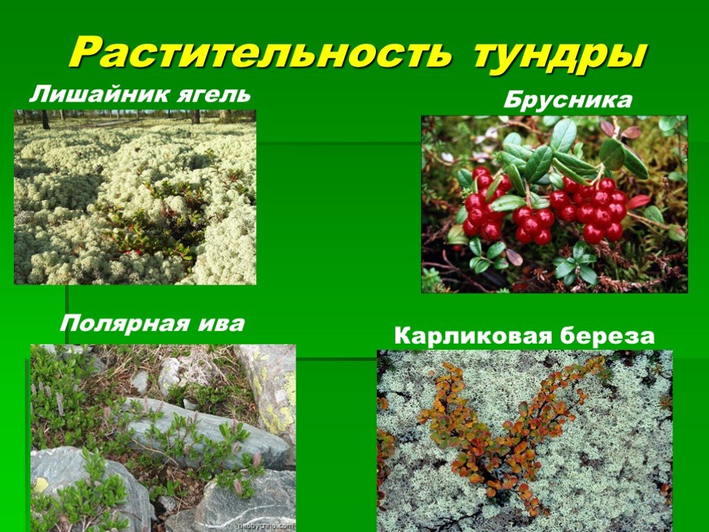 Важные растения в россии. Растительный мир тундры и лесотундры. Тундра растения тундры. Тундра животные и растения. Типичная растительность тундры.