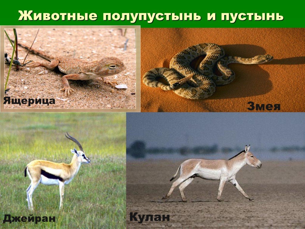 Какие животные обитают в пустынях и полупустынях. Животные мир пустыни и полупустыни в России. Животный мир пустынь и полупустынь. Животный мипустыни и полупустыни. Типичные животные пустынь и полупустынь в России.
