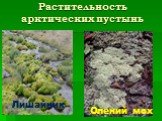 Растительность арктических пустынь. Лишайник Олений мох