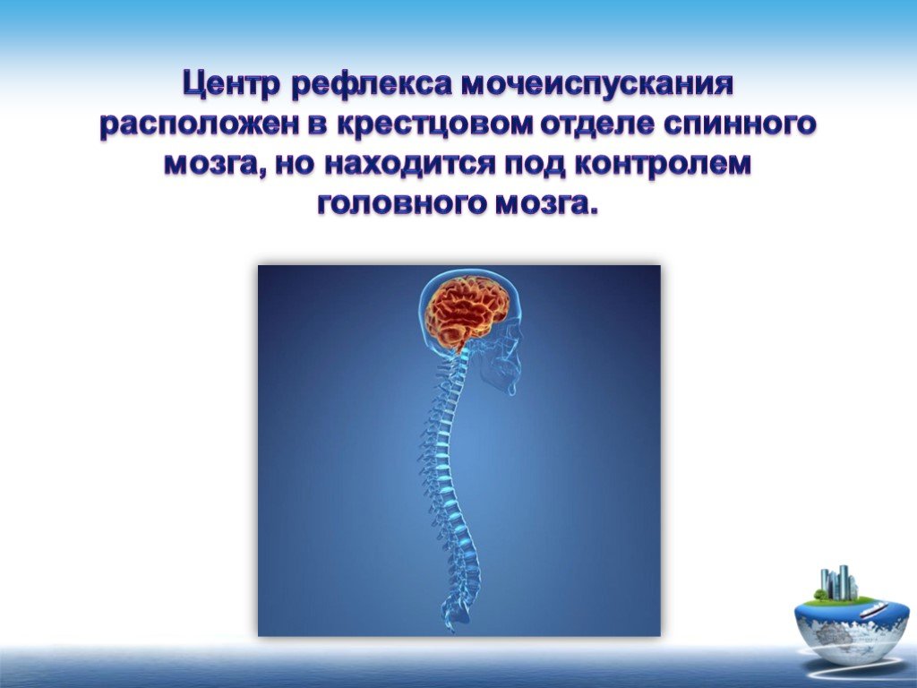 Нервный центр мочеиспускания. Центр мочеиспускания расположен. Центр рефлекса мочеиспускания расположен в. Рефлекторный центр непроизвольного мочеиспускания. Центры мочеиспускания находятся в спинном мозге отдел.
