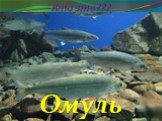 Омуль