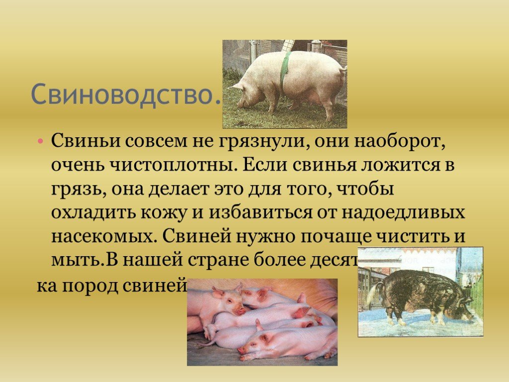 В чем заключается хозяйственное значение свиней. Презентация на тему свиноводство. Сообщение о свиноводстве. Информация о отрасли свиноводства. Презентация на тему свиньи.
